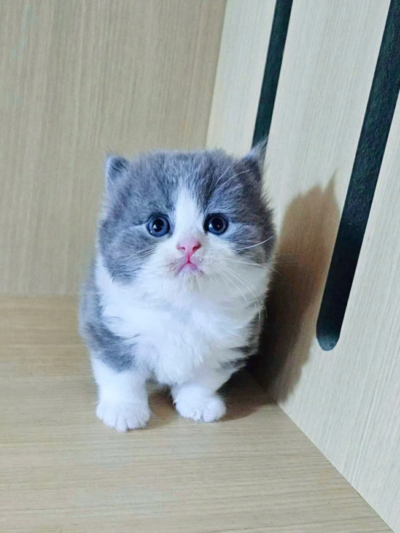 Munchkin Bi Color - Erkek