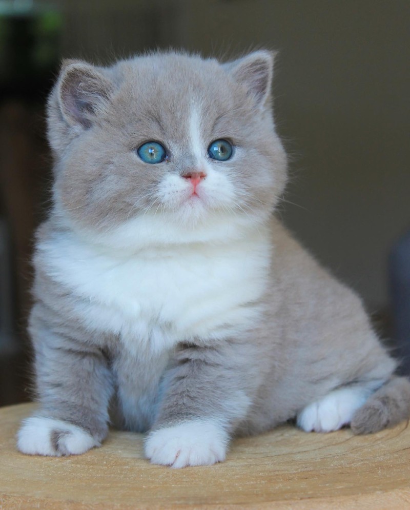 British Shorthair Lilac