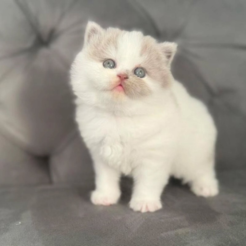 British Shorthair Bi common