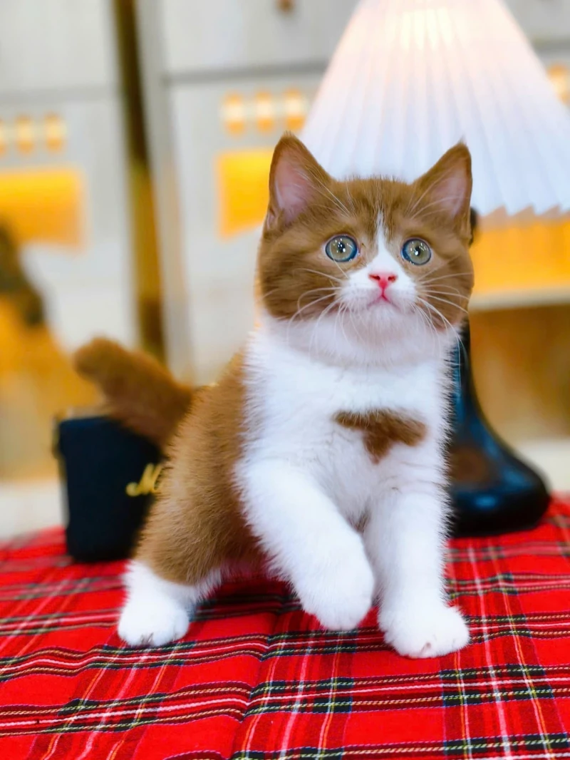 British Shorthair Bi color