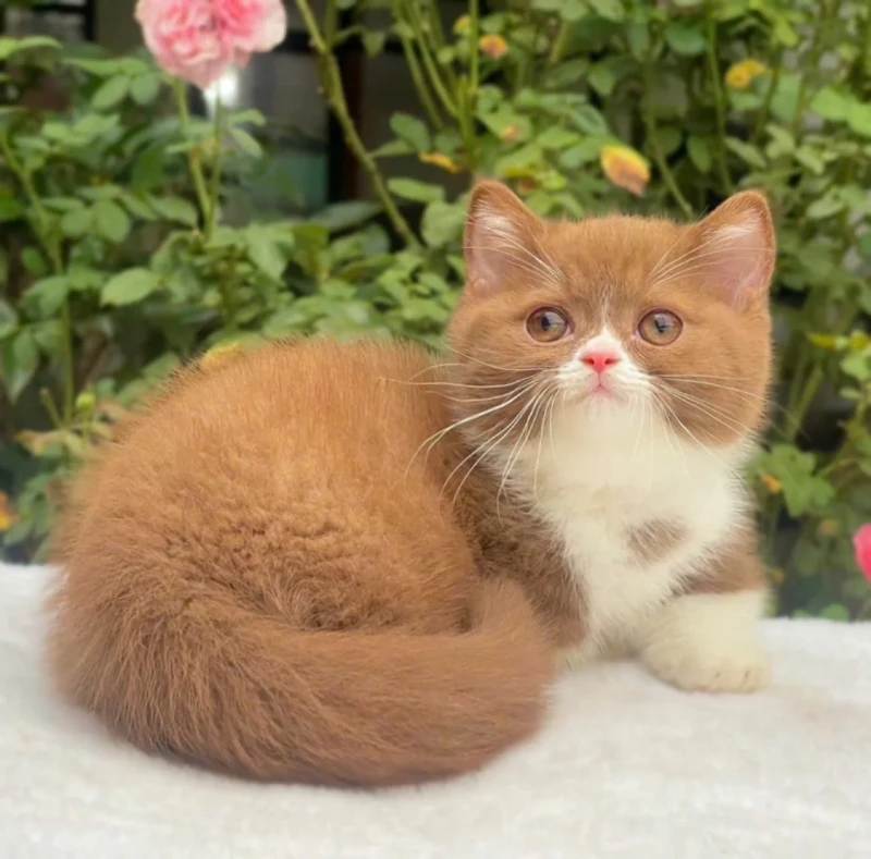 British Shorthair Bicinamon