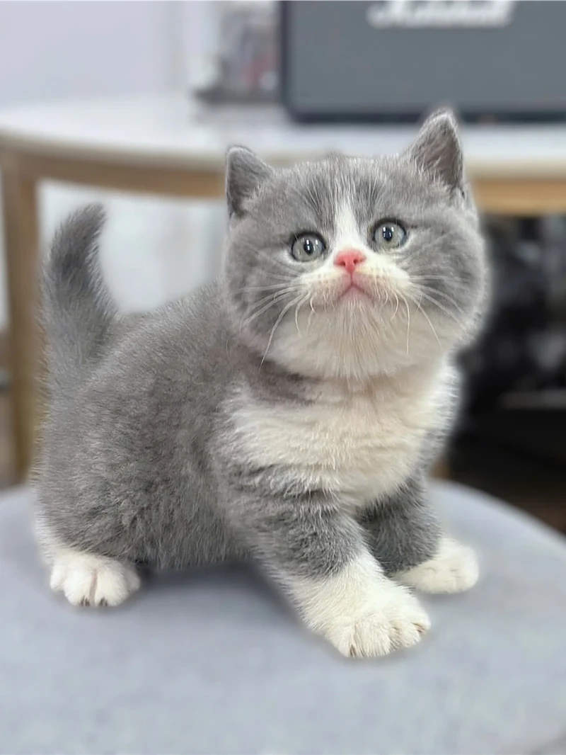 British Shorthair Lilac Bi color