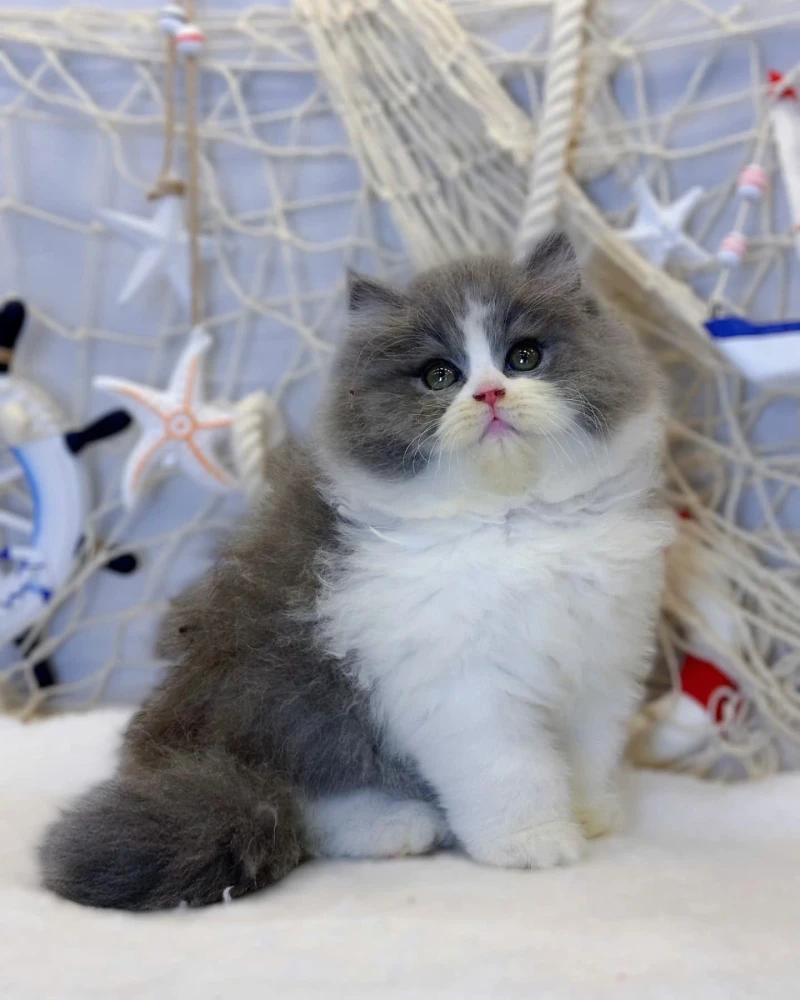 British Longhair Bi Color