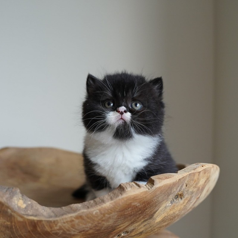 British Shorthair Black Color