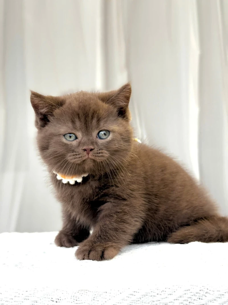 British Shorthair Çikolata