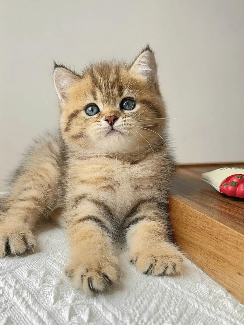 British Shorthair Tabby