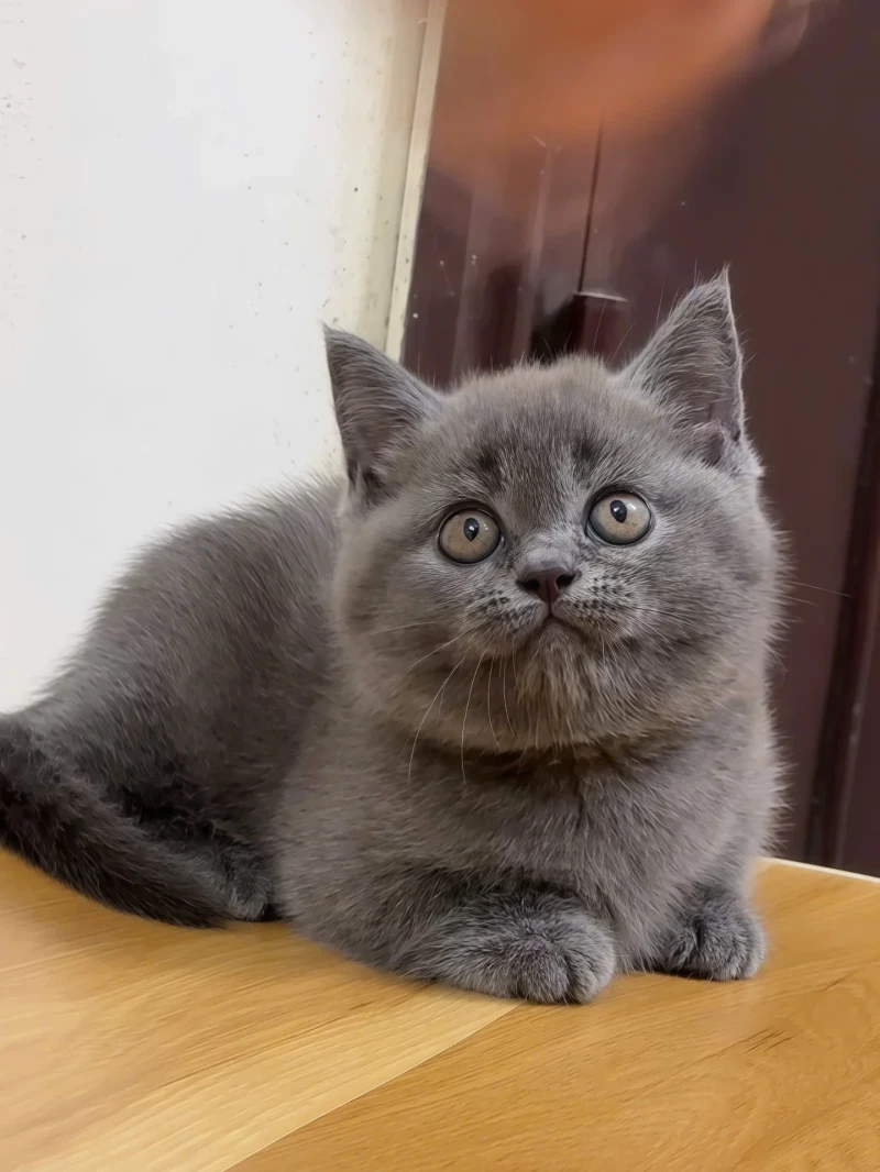British Shorthair Gri
