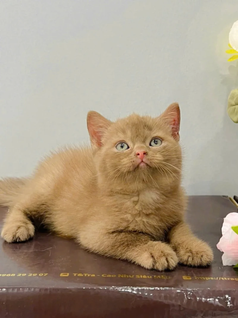British Shorthair Cinnamon