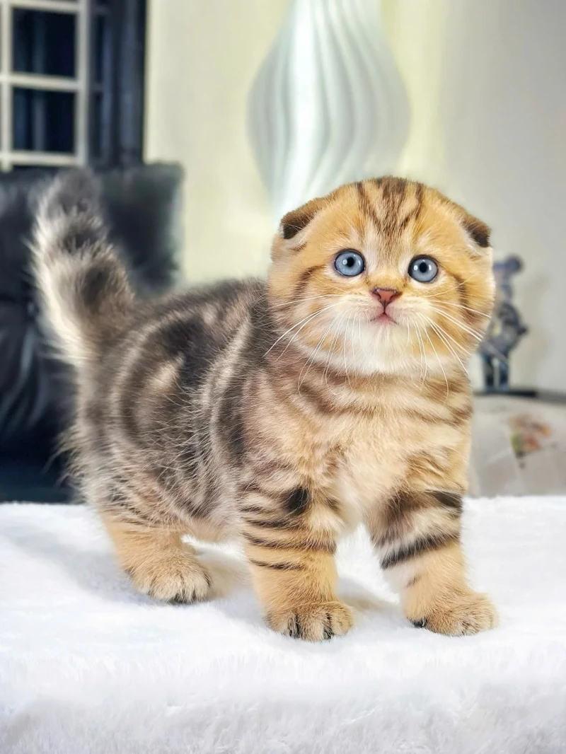 Scotish Fold Tabby Classic