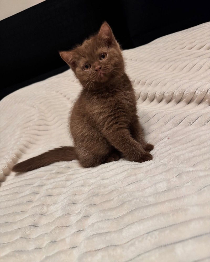 British Shorthair Çikolata