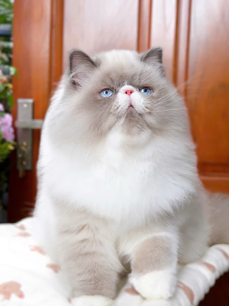 Exotic Ragdoll