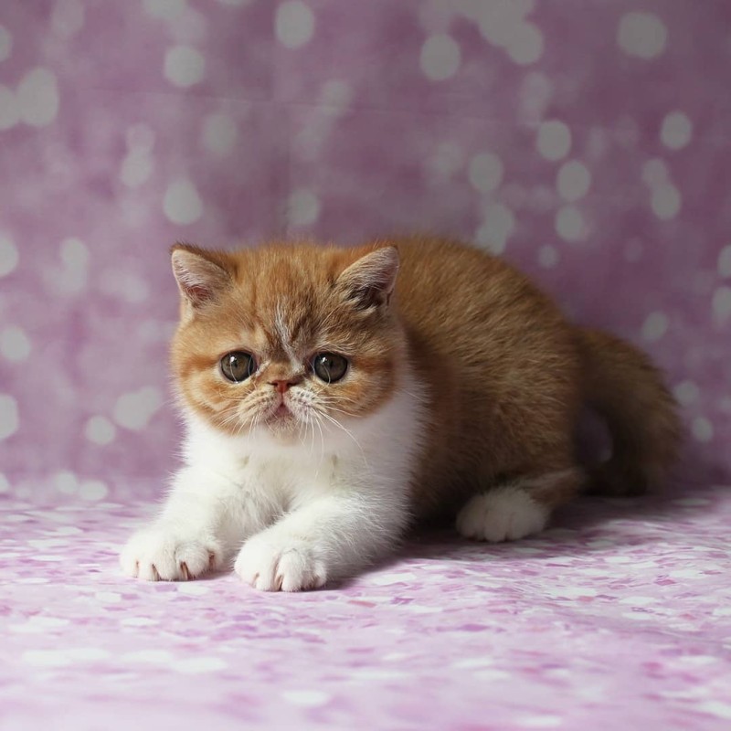 Exotic Shorthair Bi Goldeb
