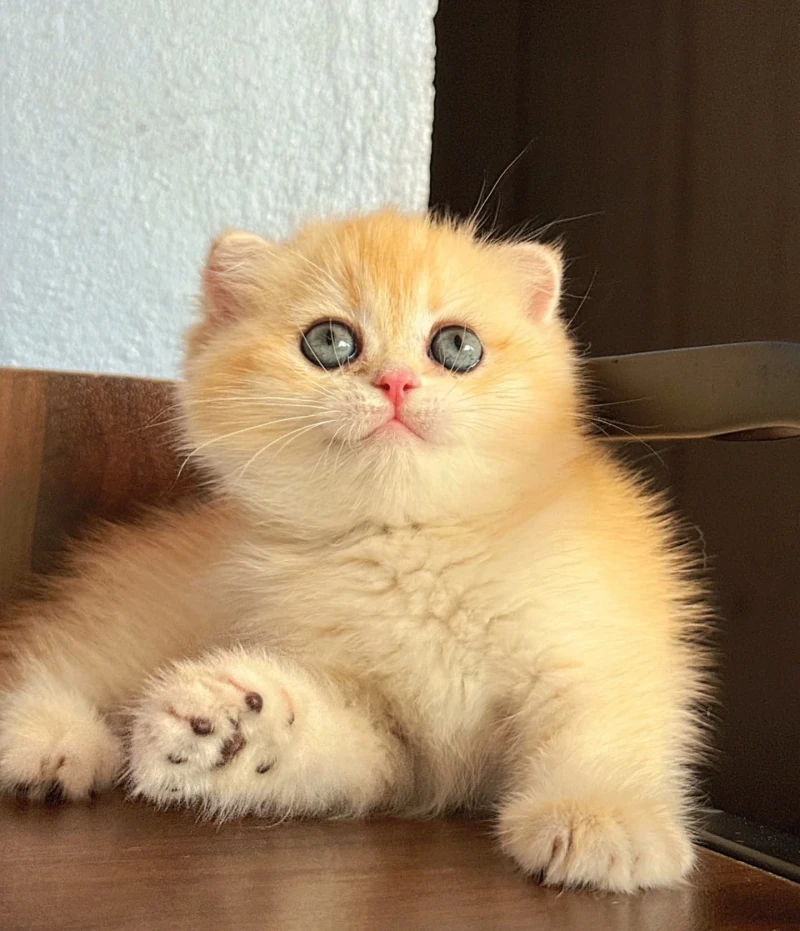 British Shorthair Golden