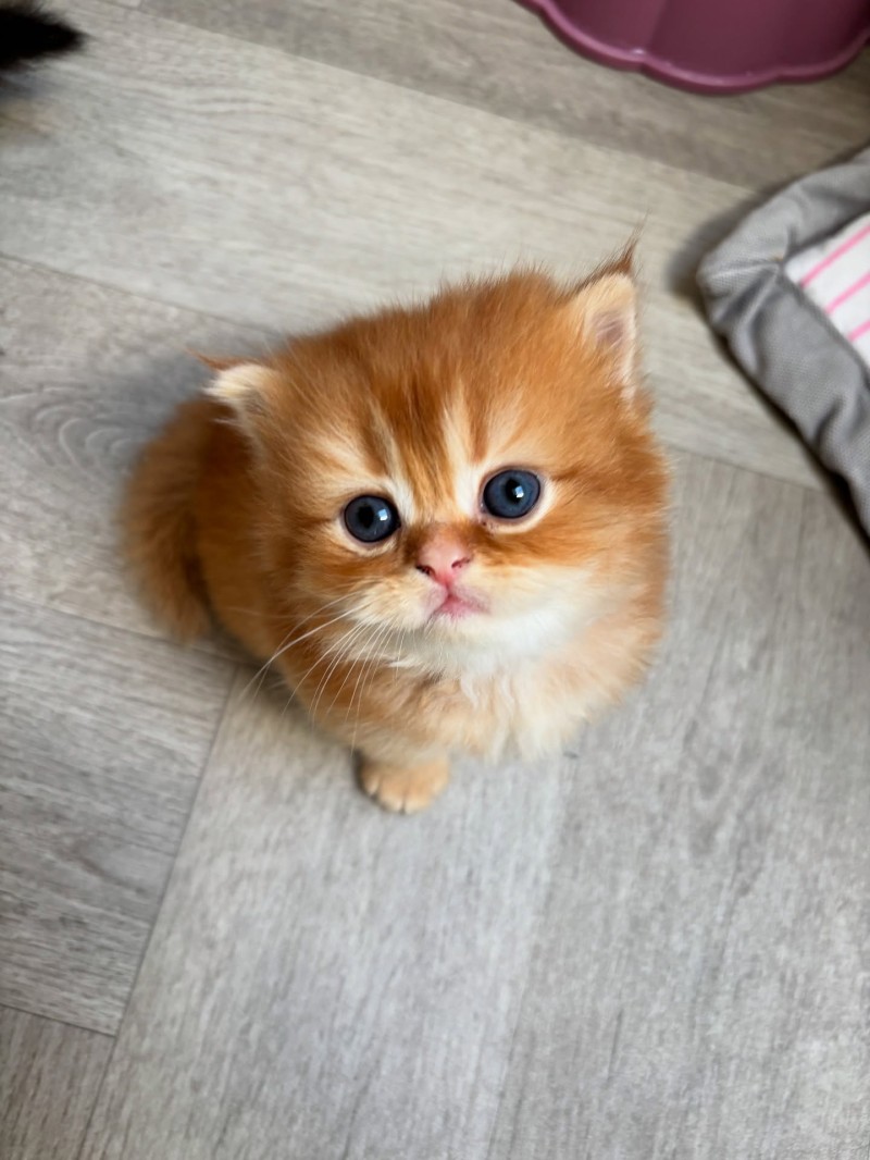 British Longhair Golden