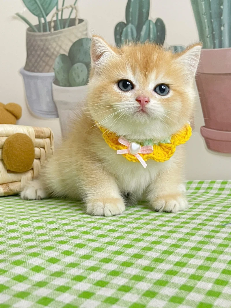 British Shorthair Golden Ny11