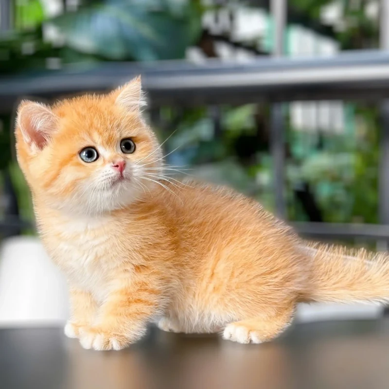 Munchkin Golden Tabby