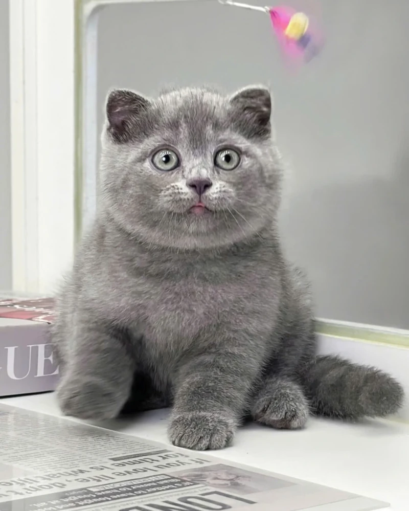 British Shorthair Gri