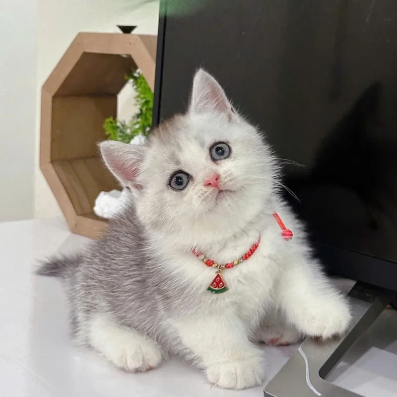 Munchkin Bi Silver