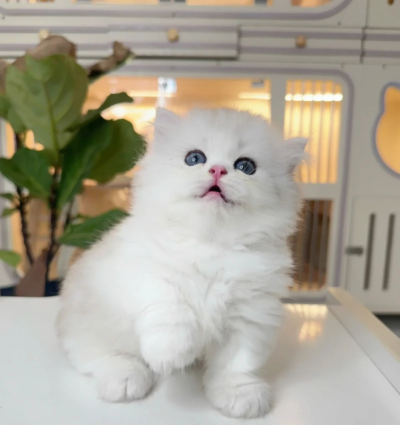 Munchkin Bi Silver Tabby