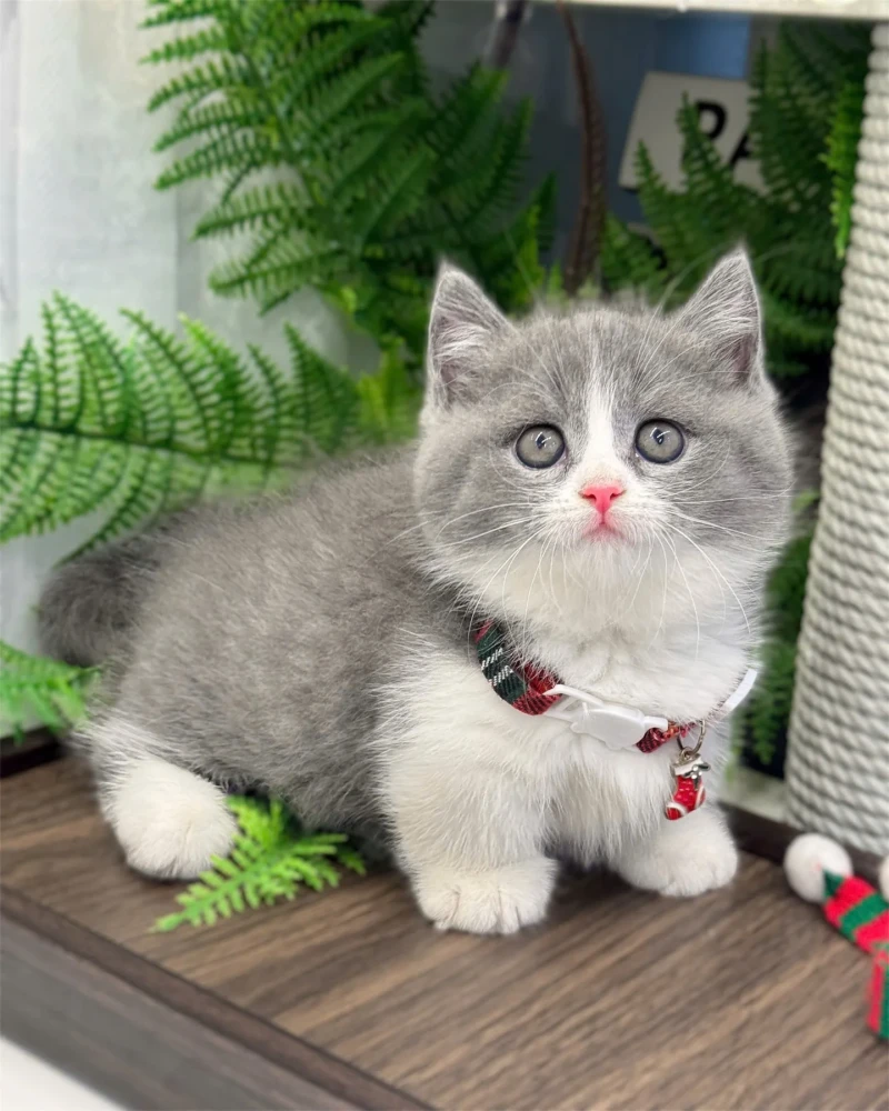 Munchkin Bi Color 