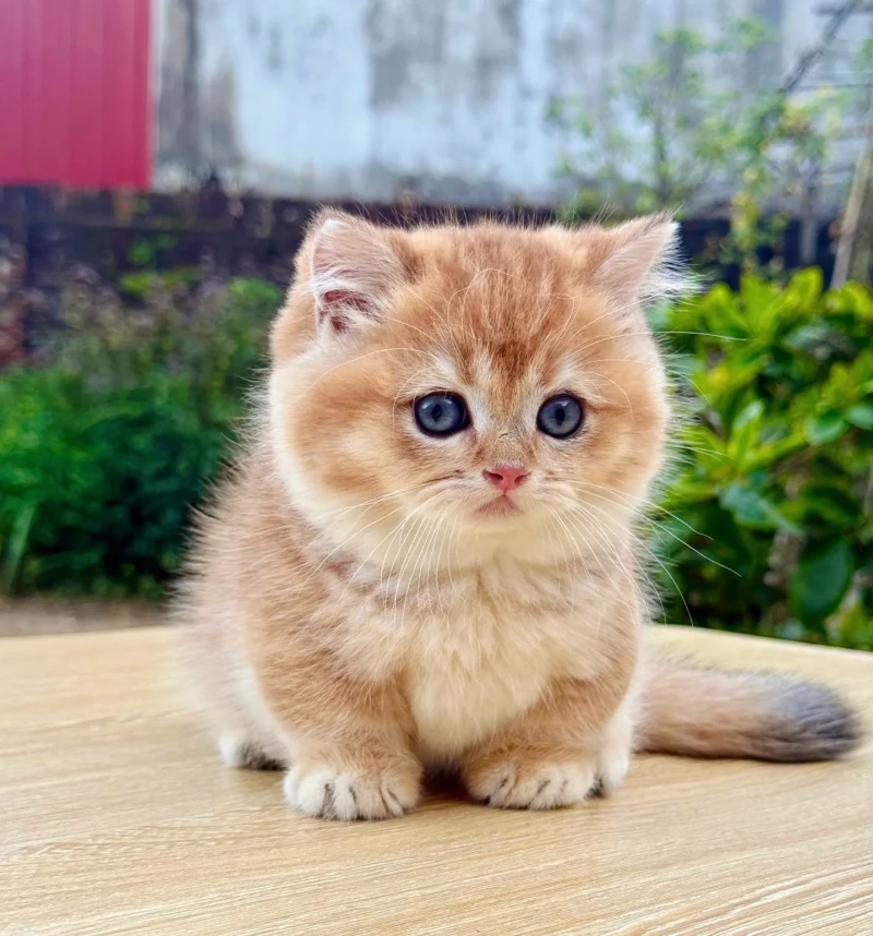 Munchkin Golden Ny11