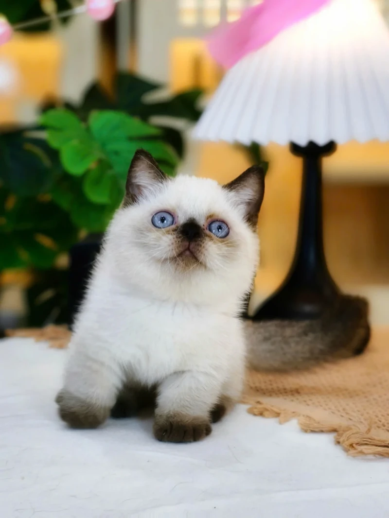Munchkin Hyma Seal Point