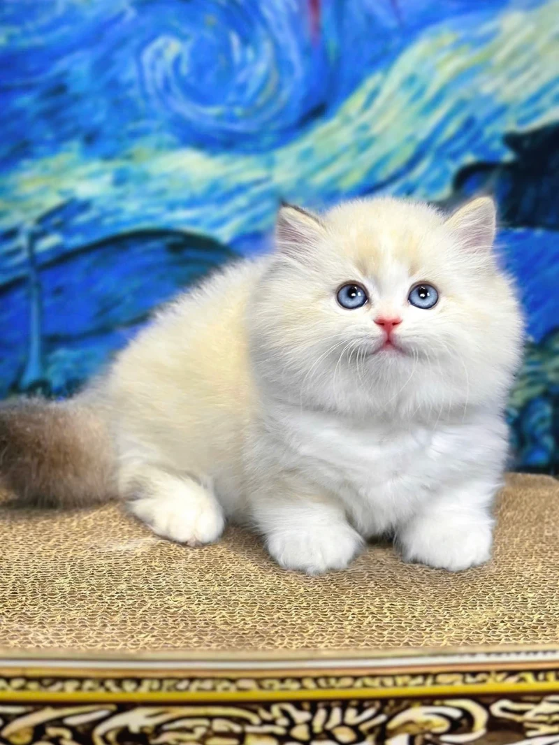Munchkin Ragdoll