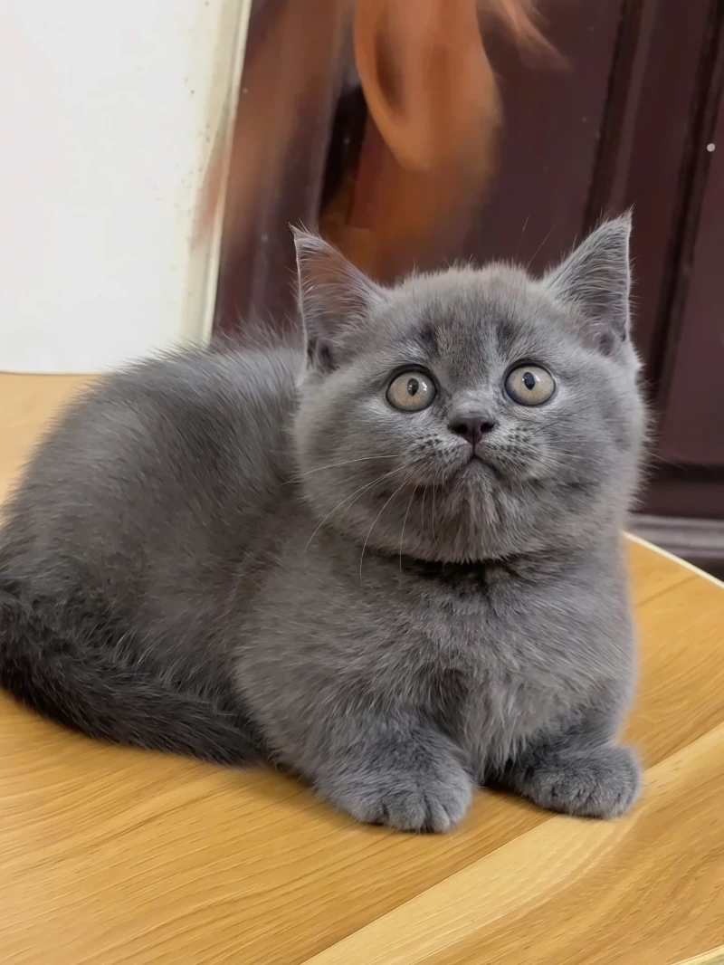 Munchkin Gri