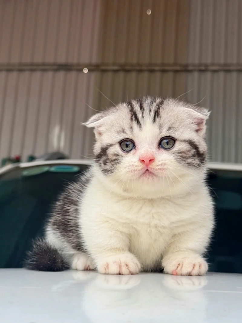 Munchkin Tabby