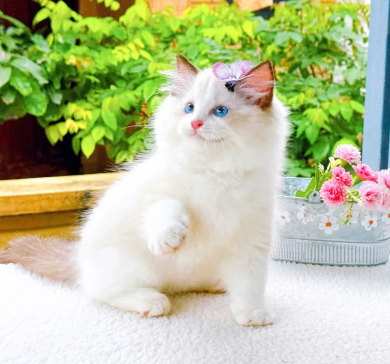 Ragdoll New Face