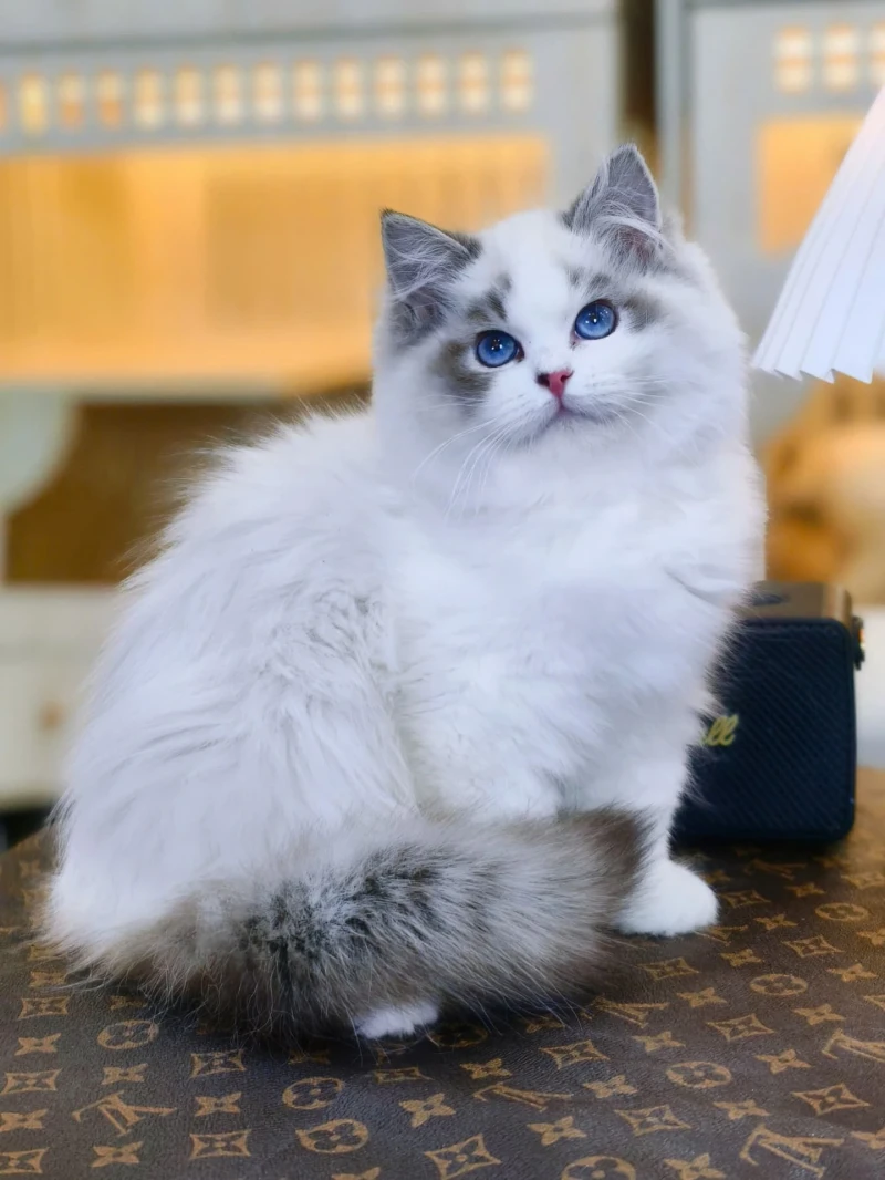 Ragdoll New Face
