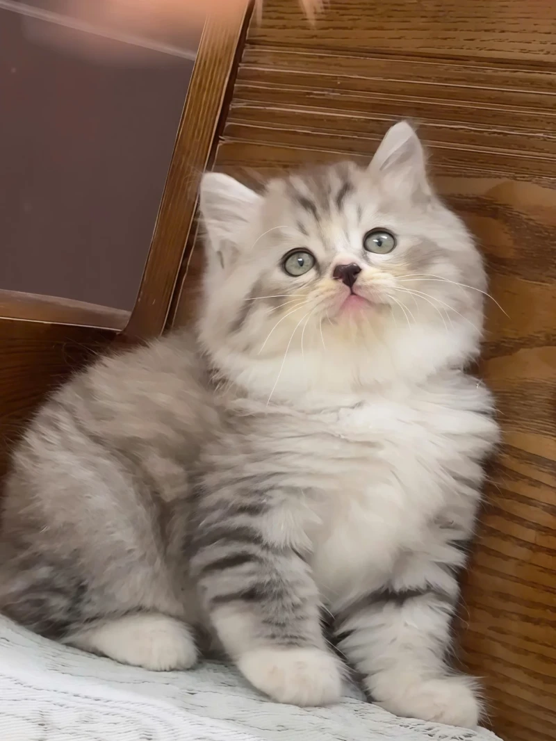 Tabby Longhair