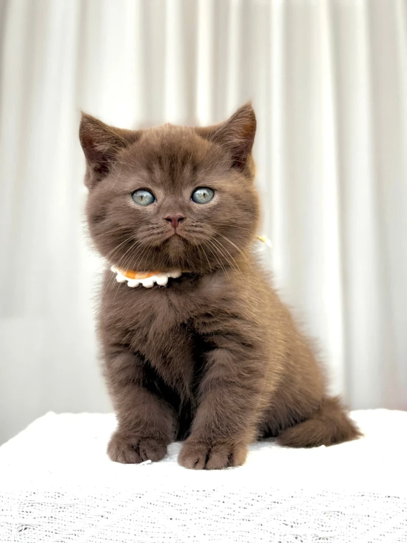 British Shorthair Çikolata