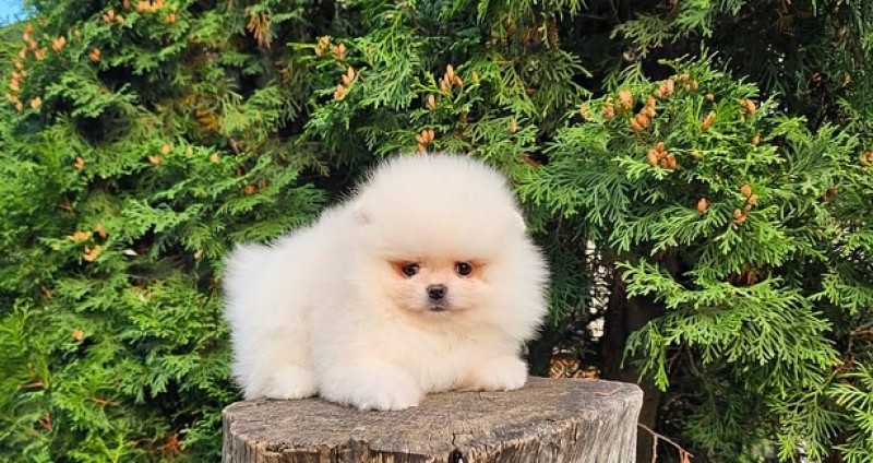 Pomerian Boo