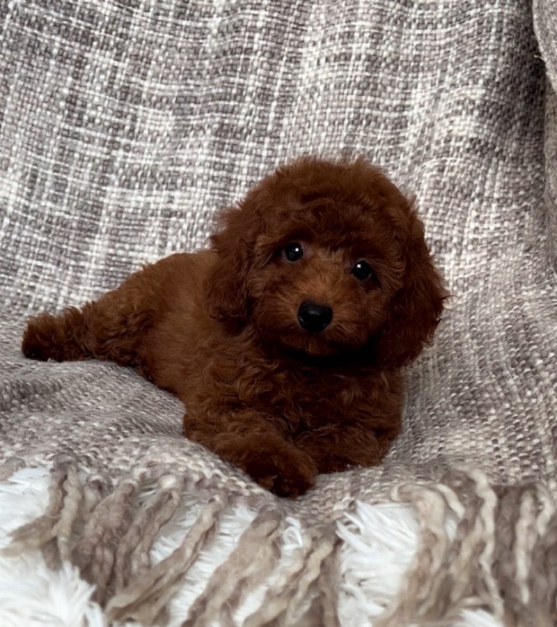 Toy Poodle Red Brown