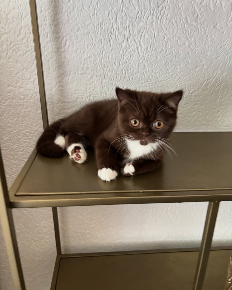 British Shorthair Bi Color ÜCRETSİZ