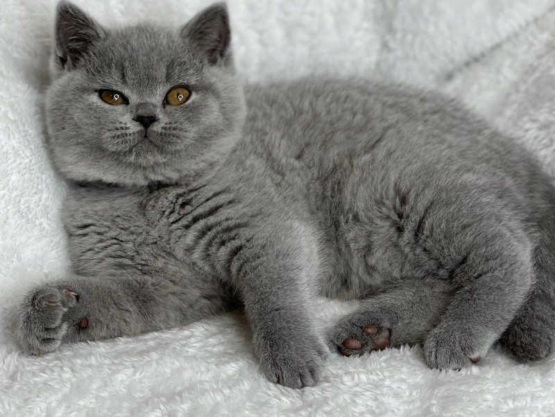British Shorthair Gri