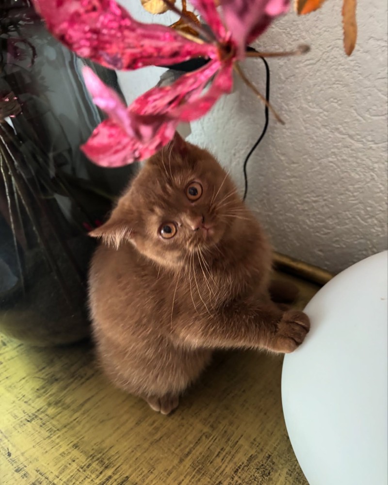 British Shorthair Çikolata
