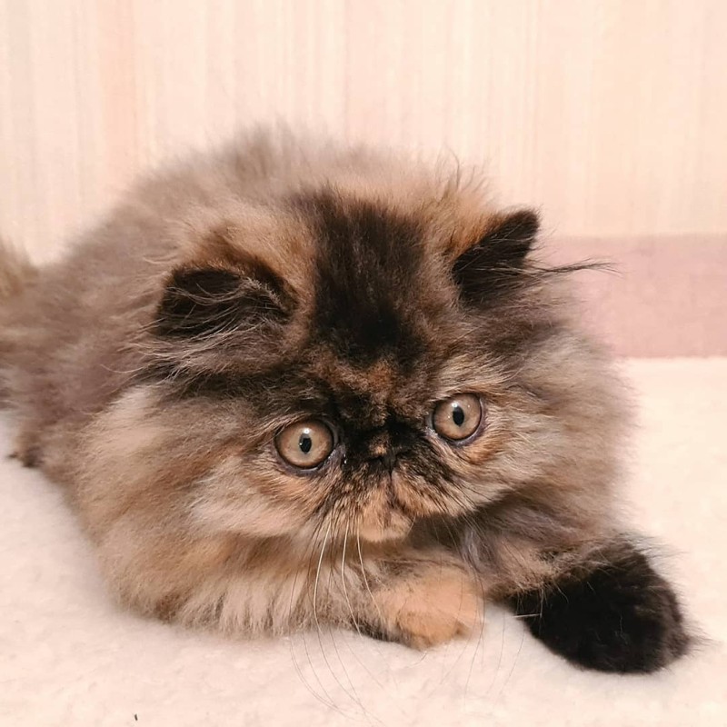 Exotic Longhair Tree Color