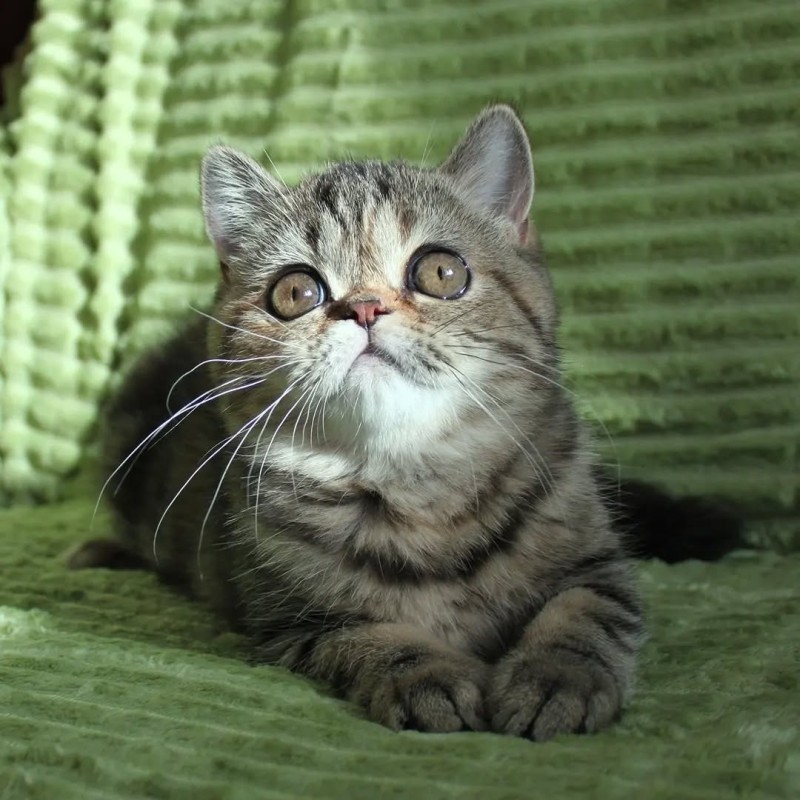 Exotic Shorthair Tabby