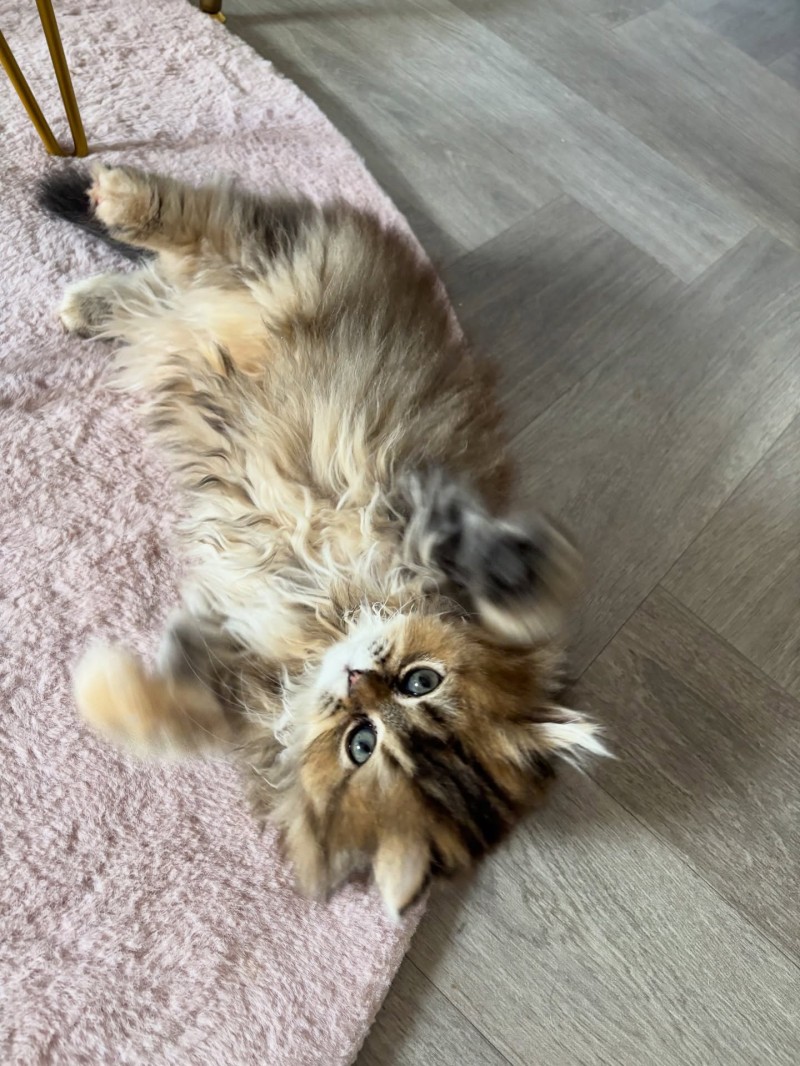 British Longhair Tabby