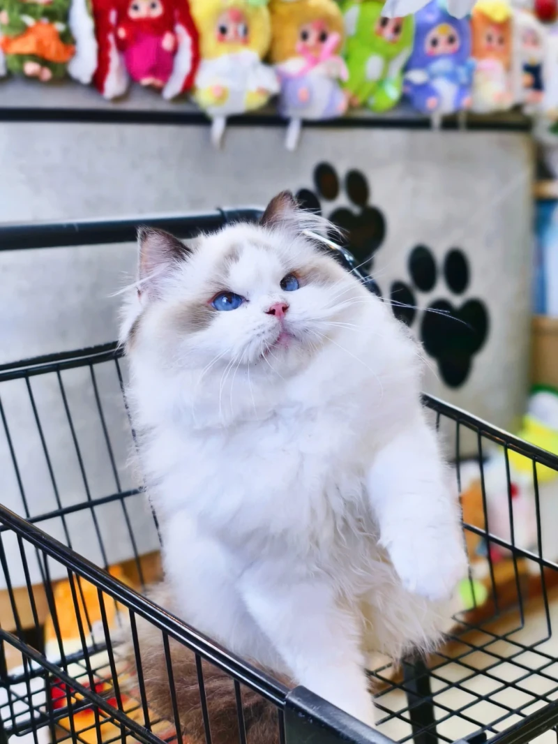 Ragdoll
