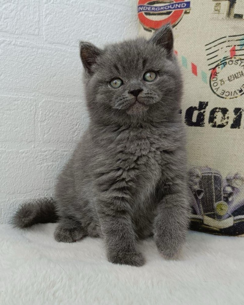 British Shorthair Straight