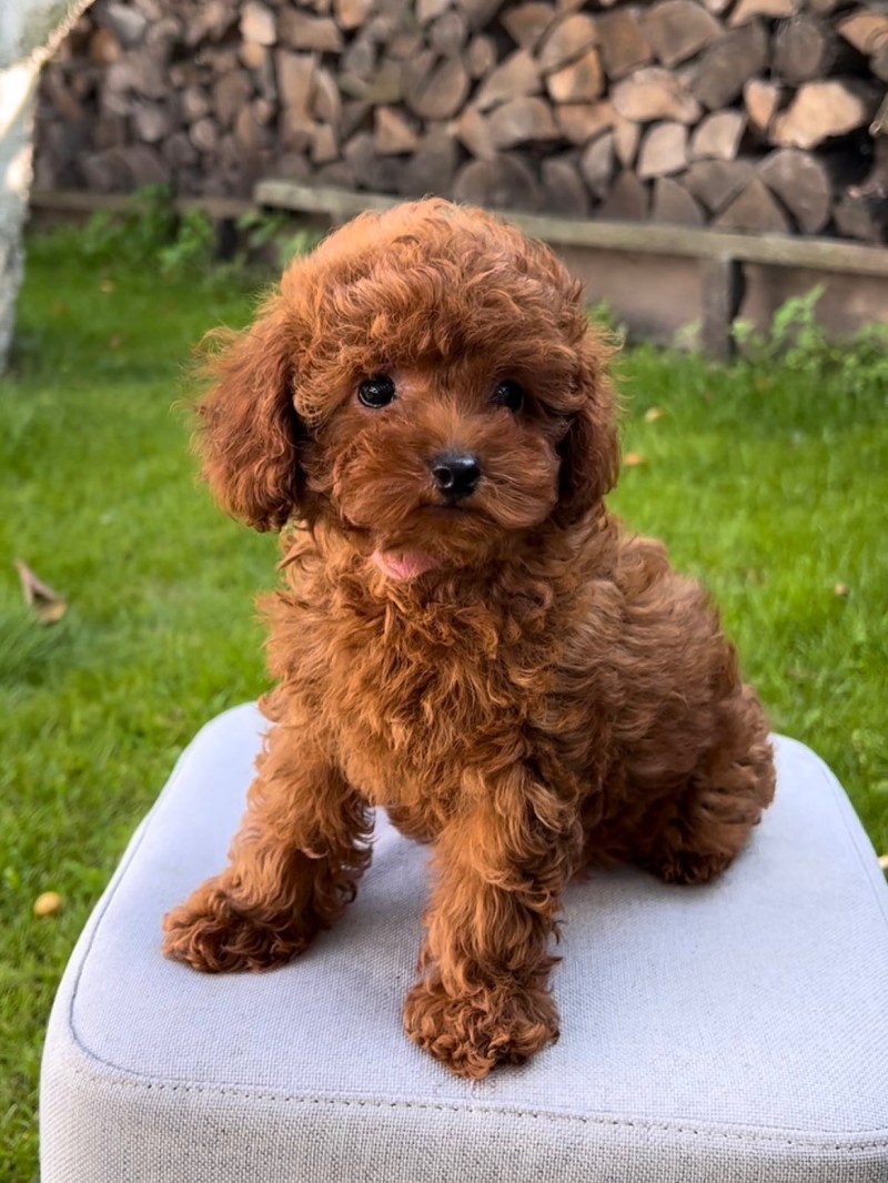 Toy Poodle